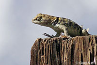 yellow-backed spiny lizard