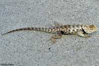 yellow-backed spiny lizard