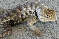 yellow-backed spiny lizard