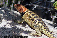 yellow-backed spiny lizard