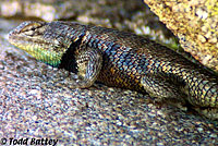 yellow-backed spiny lizard