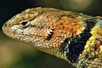 yellow-backed spiny lizard