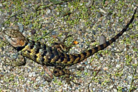 yellow-backed spiny lizard