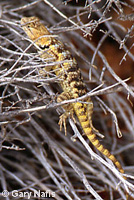 yellow-backed spiny lizard