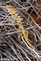 yellow-backed spiny lizard