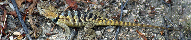 yellow-backed spiny lizard