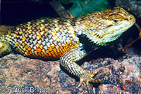 yellow-backed spiny lizard