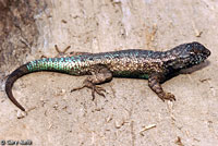 Island Fence Lizard