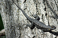 San Joaquin Fence Lizard