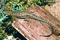 San Joaquin Fence Lizard