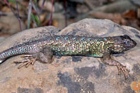 Lizard