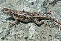 Coast Range Fence Lizard