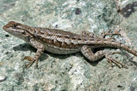 Lizard