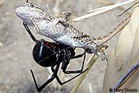 This hatchling Coast Range Fence Lizard has been preyed upon by a black widow spider. © Rory Doolin