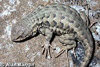 Northwestern Fence Lizard