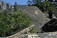 Sierra Fence Lizard