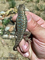 Northwestern Fence Lizard