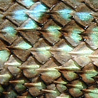 lizard skin