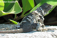 Gilbert Skink and Fence Lizard