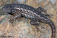 Northwestern Fence Lizard