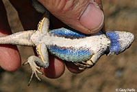 Northwestern Fence Lizard