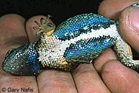 Northwestern Fence Lizard