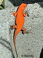 Great Basin Fence Lizard