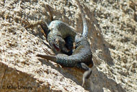 Great Basin Fence Lizards