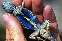 Northwestern Fence Lizard
