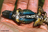 Northwestern Fence Lizard