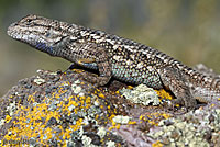 Northwestern Fence Lizard