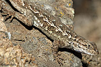 Northwestern Fence Lizard