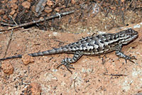 Northwestern Fence Lizard