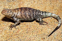 Granite Spiny Lizard