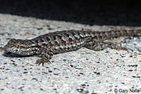 Sierra Fence Lizard