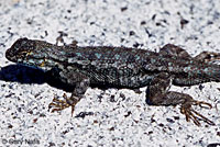 Sierra Fence Lizard