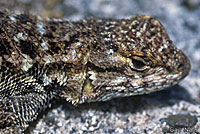 Sierra Fence Lizard