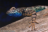 Sierra Fence Lizard