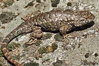 Sierra Fence Lizard