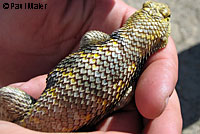 yellow-backed spiny lizard