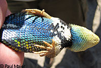 yellow-backed spiny lizard