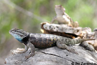 desert spiny lizard