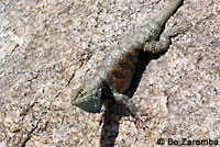 desert spiny lizard