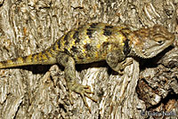 yellow-backed spiny lizard