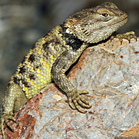 yellow-backed spiny lizard