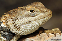 yellow-backed spiny lizard