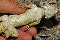 yellow-backed spiny lizard