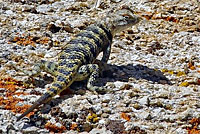 yellow-backed spiny lizard