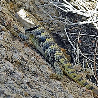 yellow-backed spiny lizard