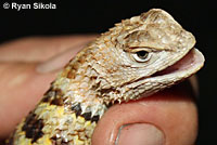 yellow-backed spiny lizard